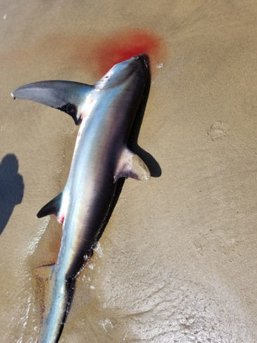 shark2.jpg